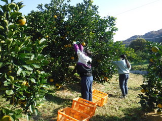 はっさくの収穫をしている写真です。