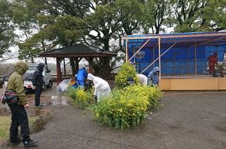 両手いっぱいの菜の花を片付けています