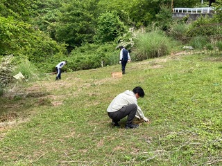 青々とした地面に植樹をしています