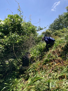山の斜面で草の根を刈りとっています