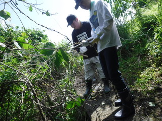 ツルの刈り取り作業中です