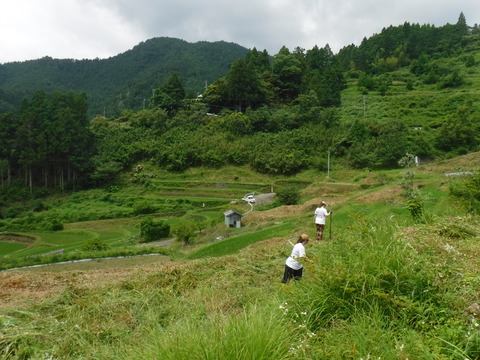 広い棚田の草刈り中です。
