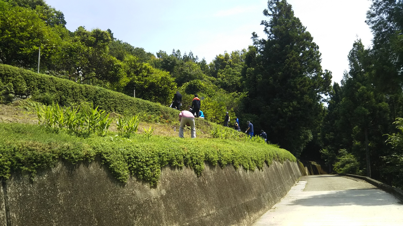 草取り作業