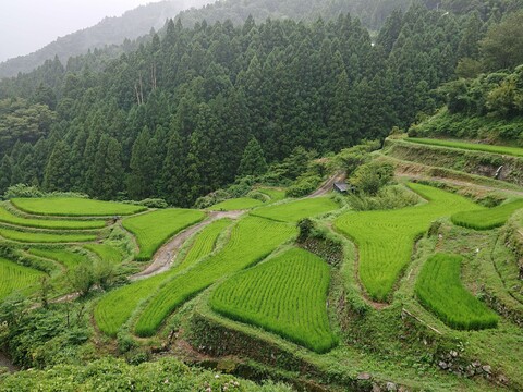 『樫原の棚田』の風景です