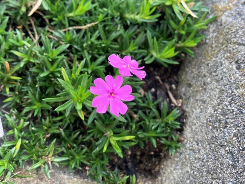 二度咲きの芝桜 時期はずれながら鮮やかなピンクの芝桜が咲いてました