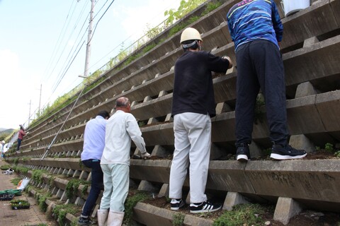 芝桜の植え付け作業 県道沿いの花壇への植え付け作業をしています