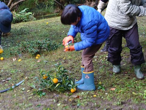 少年がゆずの枝を切り落としています