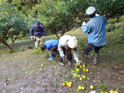 落としてもらったゆずの枝を切り落としています