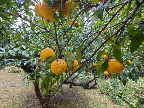 丸々と熟れたゆずがたくさん木に実っています