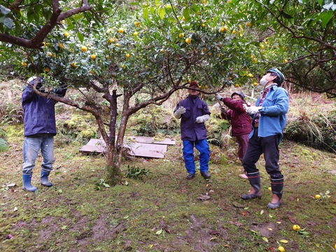 頭上にあるゆずを高枝ばさみで落としています