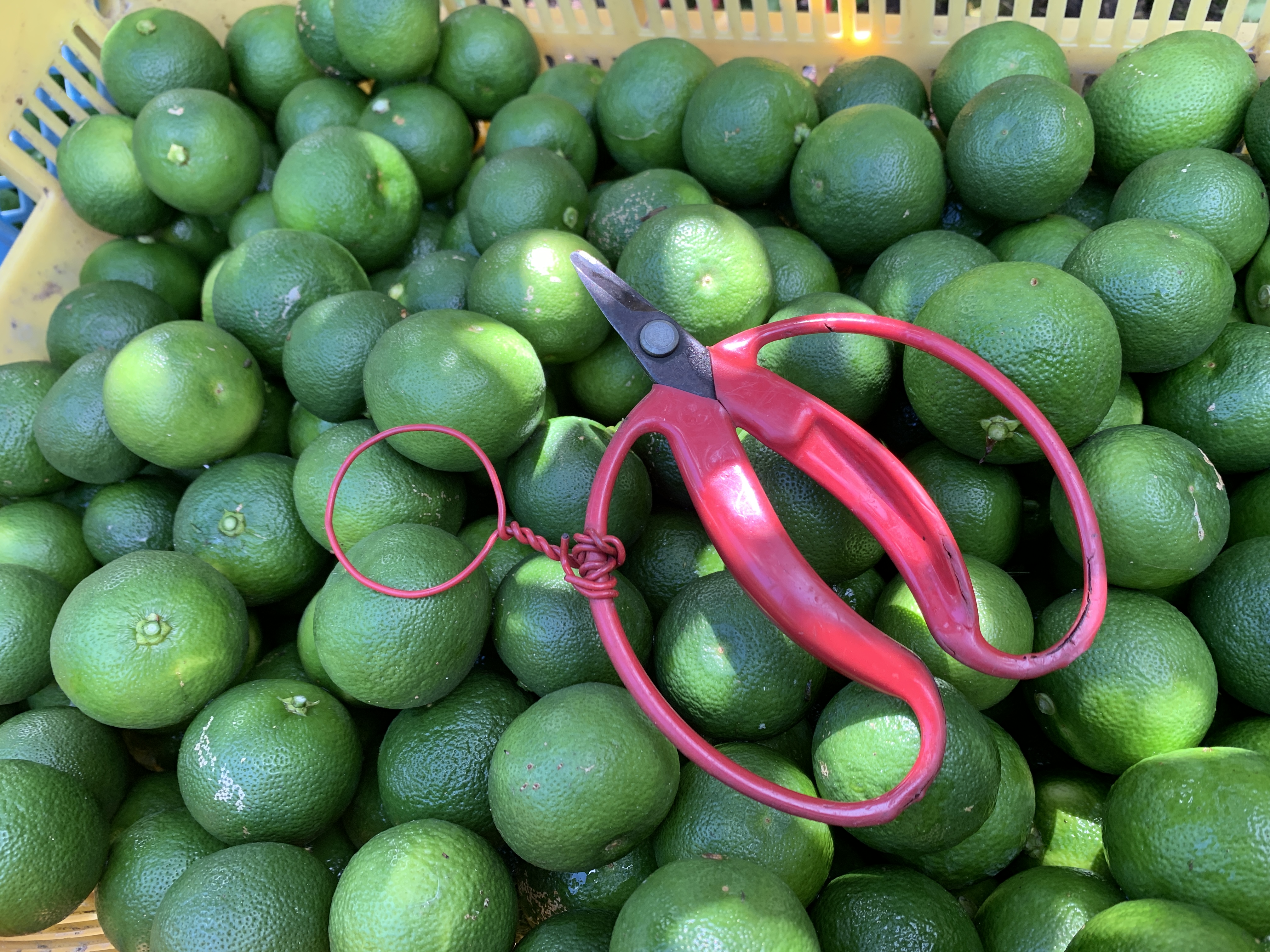 すだちと採果はさみ