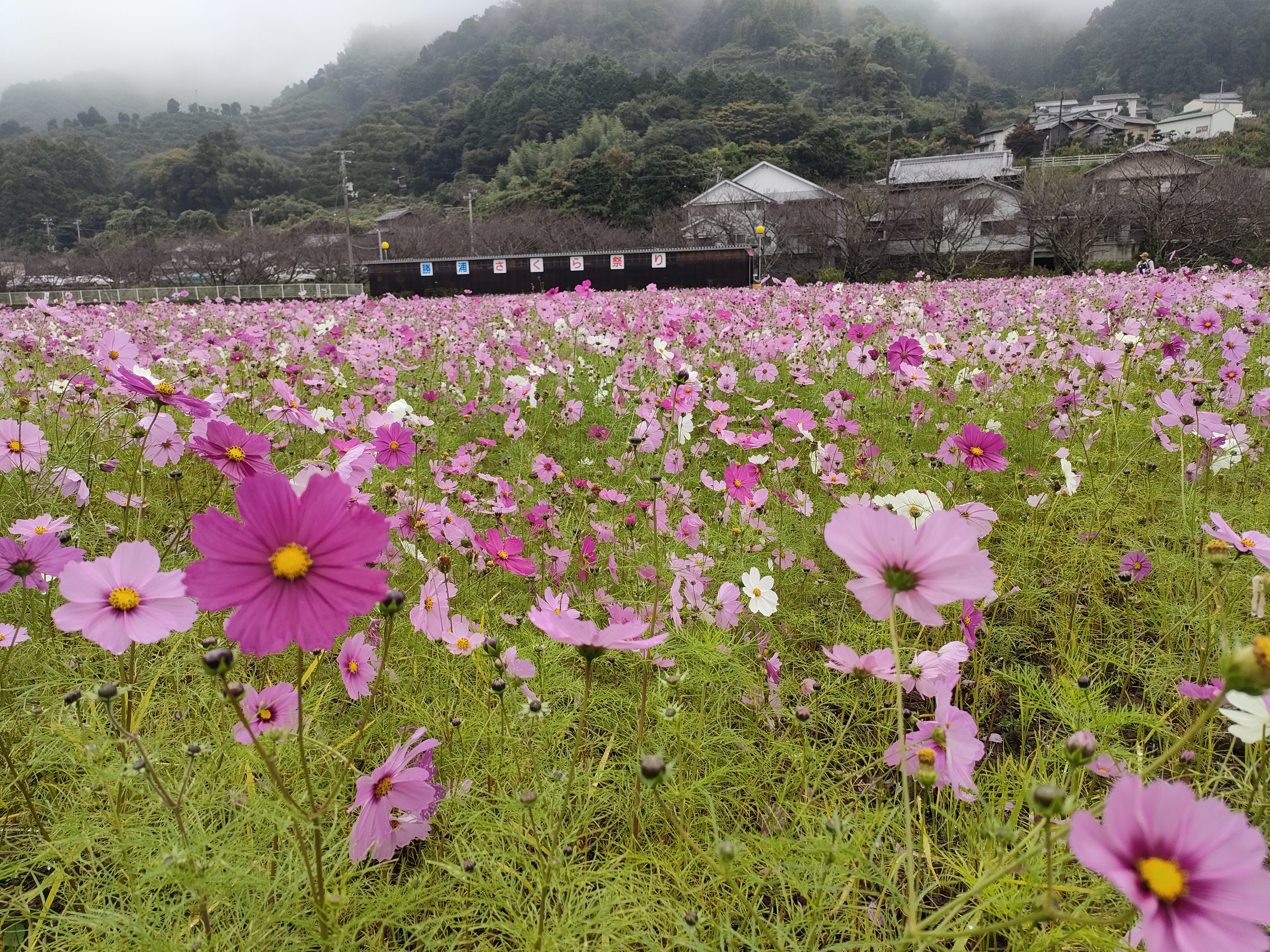 2コスモス畑 2コスモス畑